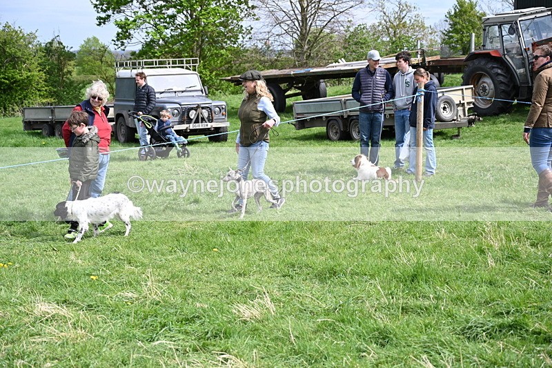 WJ6_8897 - Class 8 Best Working / Gun Dog or Bitch