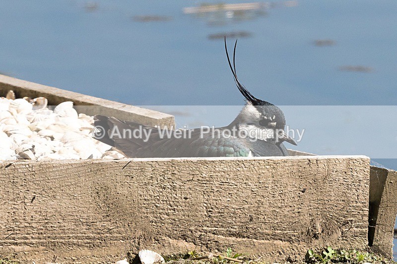 20170510-8E0A0980 - Lapwing
