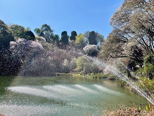 Cheerio Gardens Sept 2022 - NEW GALLERY AS A SOUTH AFRICAN RESIDENT