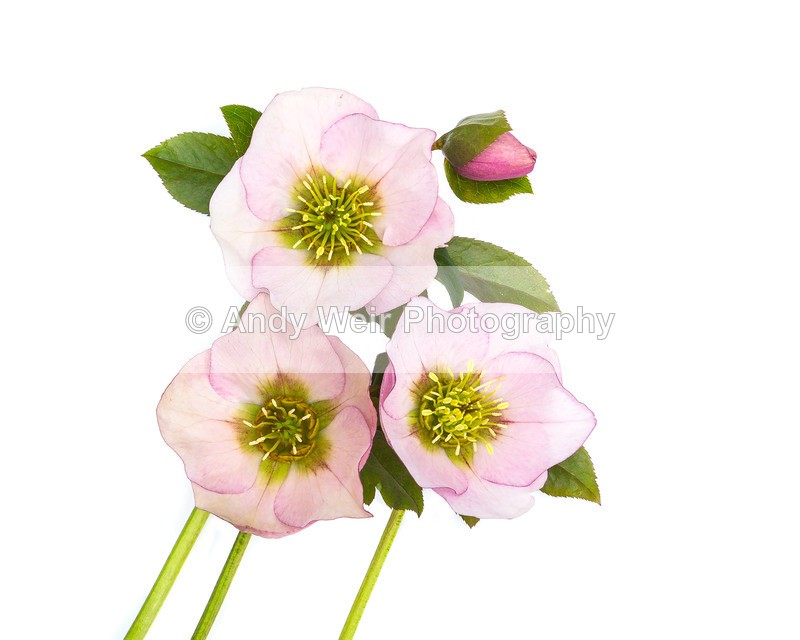 20160327-3K8A3280-4184 - Plants & Flowers