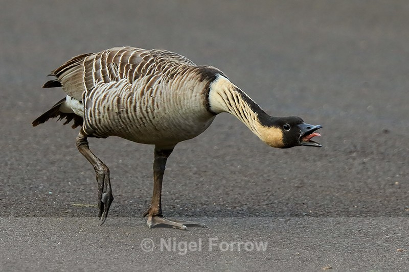 Hawaiian Goose in threatening pose, Kilauea Point, Kauai - Hawaiian Goose