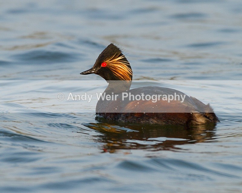 20110328-IMG_2972 - Black-necked Grebe