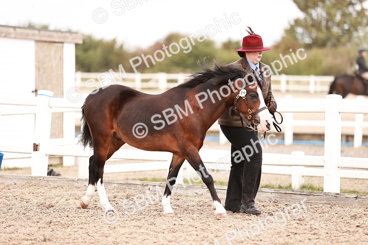 SBM_16183 - Class412 - Handsome Gelding (IH  or Ridden) Adult