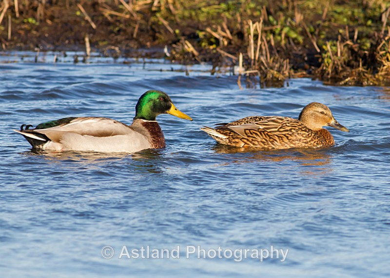 Astland Photography, Bird and Wildlife Images, Susan and Peter Wilson, U.K.