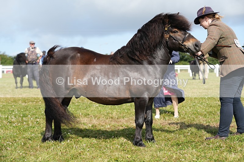 DSC05314 - Class 49: NPS Shetland 4 years and over