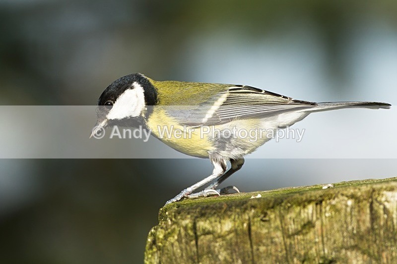 20121007-20121007-_MG_0719-2 - Great Tit