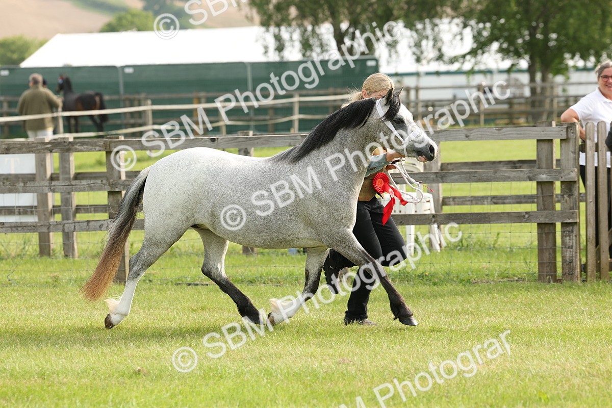 SBM_00458 - Class 6-13 - Mountatin and Moorland In Hand Welsh Breeds