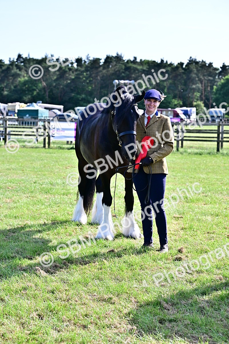 SBM_10046 - Class 63-65 - Traditional Gypsy Cobs In Hand & Ridden