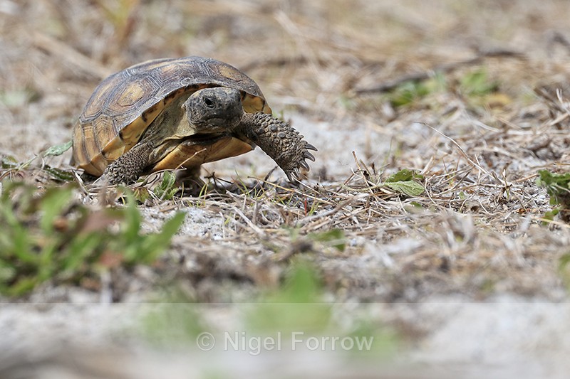 Gopher Tortoise (juvenile) walking, Shamrock Park, Venice, Florida - REPTILES & AMPHIBIANS