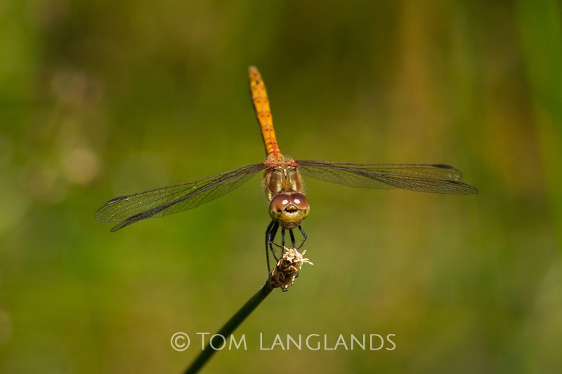 Common Darter - Macro
