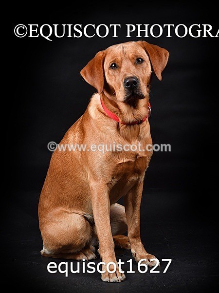 equiscot1627 - PADDY