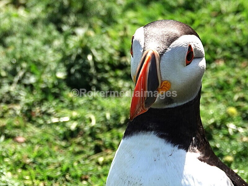 DSC00361 - Skomer 2019
