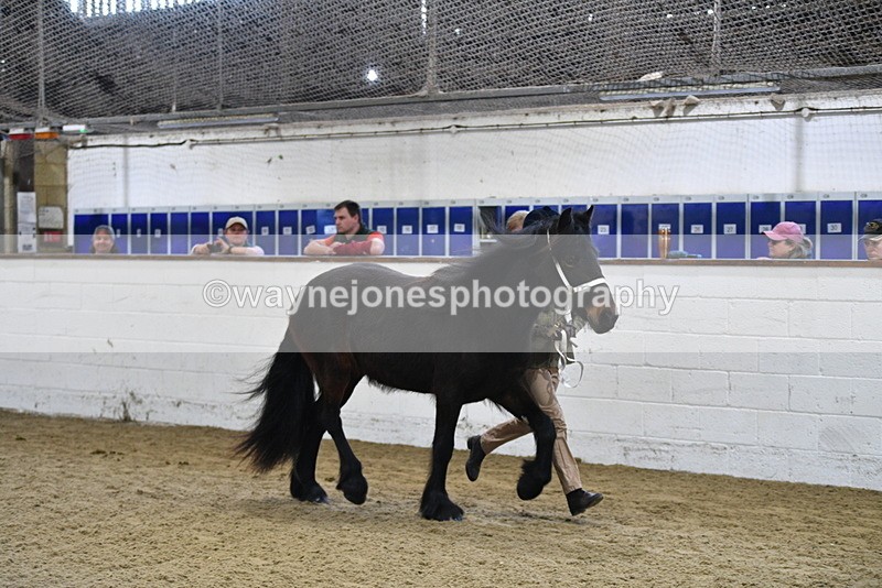 WJ5_3502 - Class 1 Youngstock