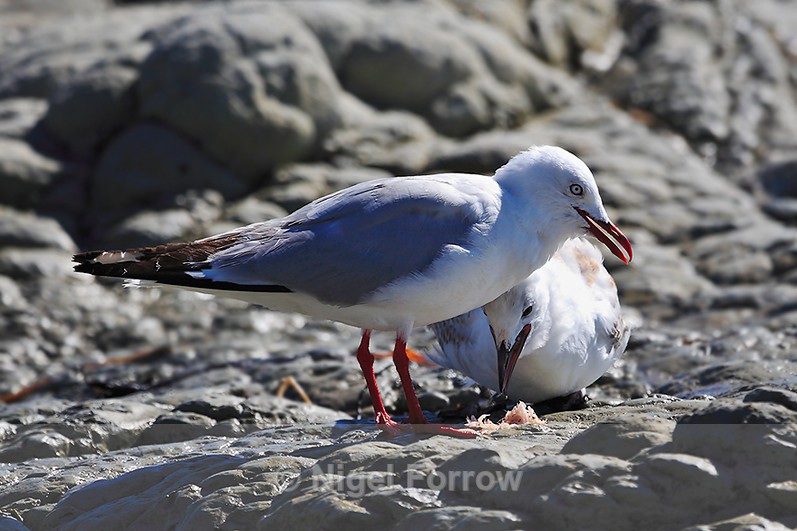Silver Gull feeding regurgitated food to a chick - Silver Gull