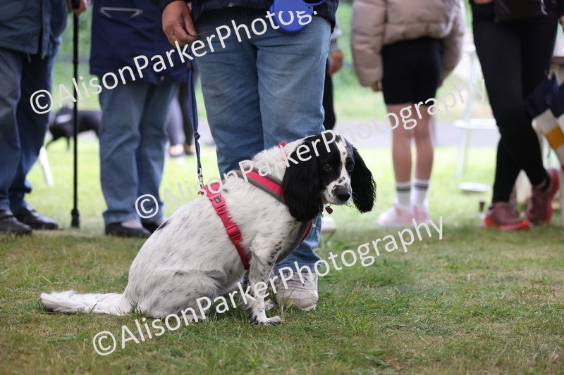 20250607-0389 - Class 10 - Golden Oldie