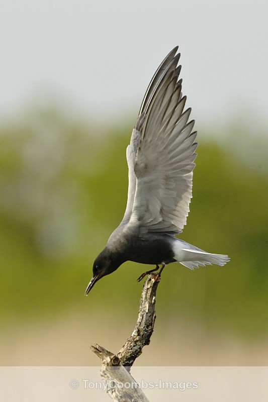 White-winged Black Tern - Pygmy Cormorant Hide