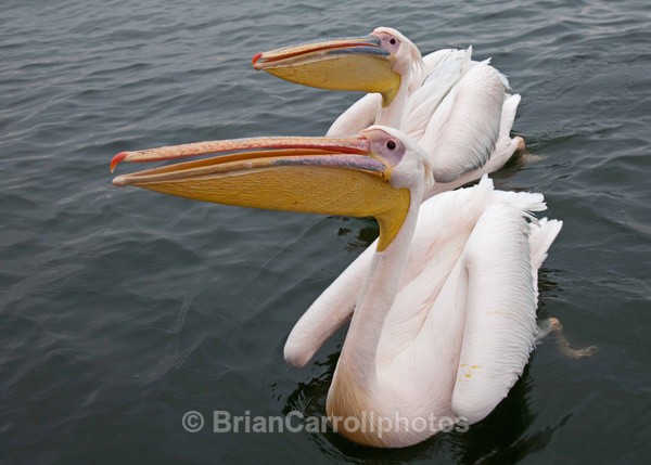 White Pelicans Walvis Bay Namibia - African Safari Tour 09 Zambia, Botswana,Namibia & South Africa