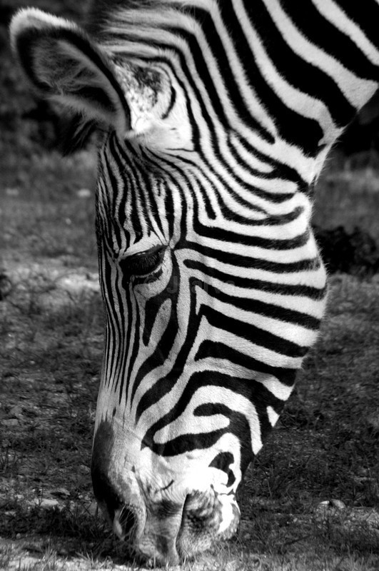 We try - B&W01