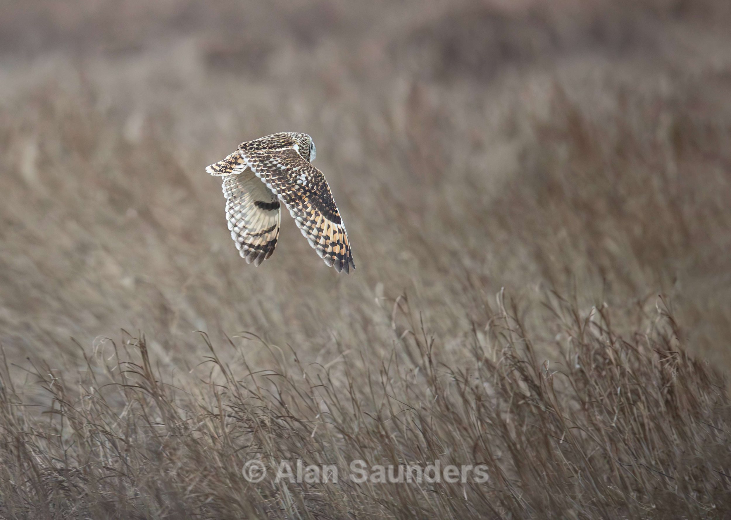 Short Eared Owl