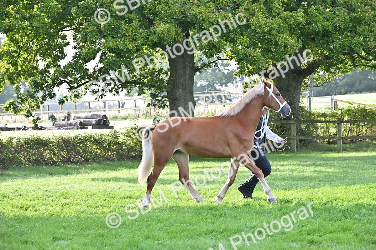 SBM_55296 - S44 - Youngstock In Hand