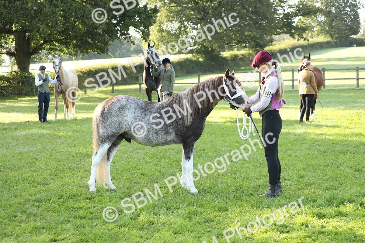 SBM_57971 - S42 - Youngstock