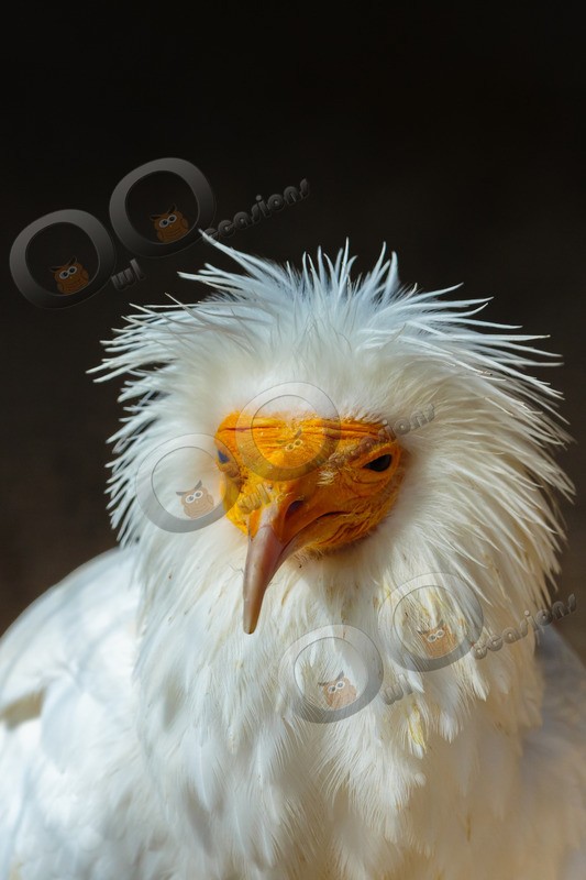 egyptian vulture Neophron percnopterus-8467 - BoP from around the world