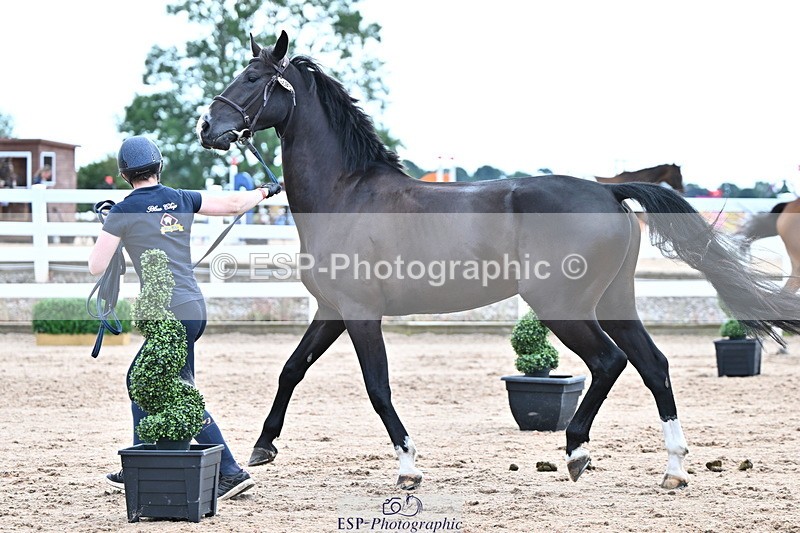 240718A-105326-01995 - Trot Up 2pm to 3pm - This folder is not in time order
