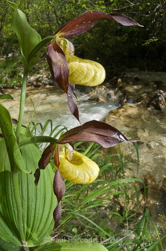  - Orchids - Various