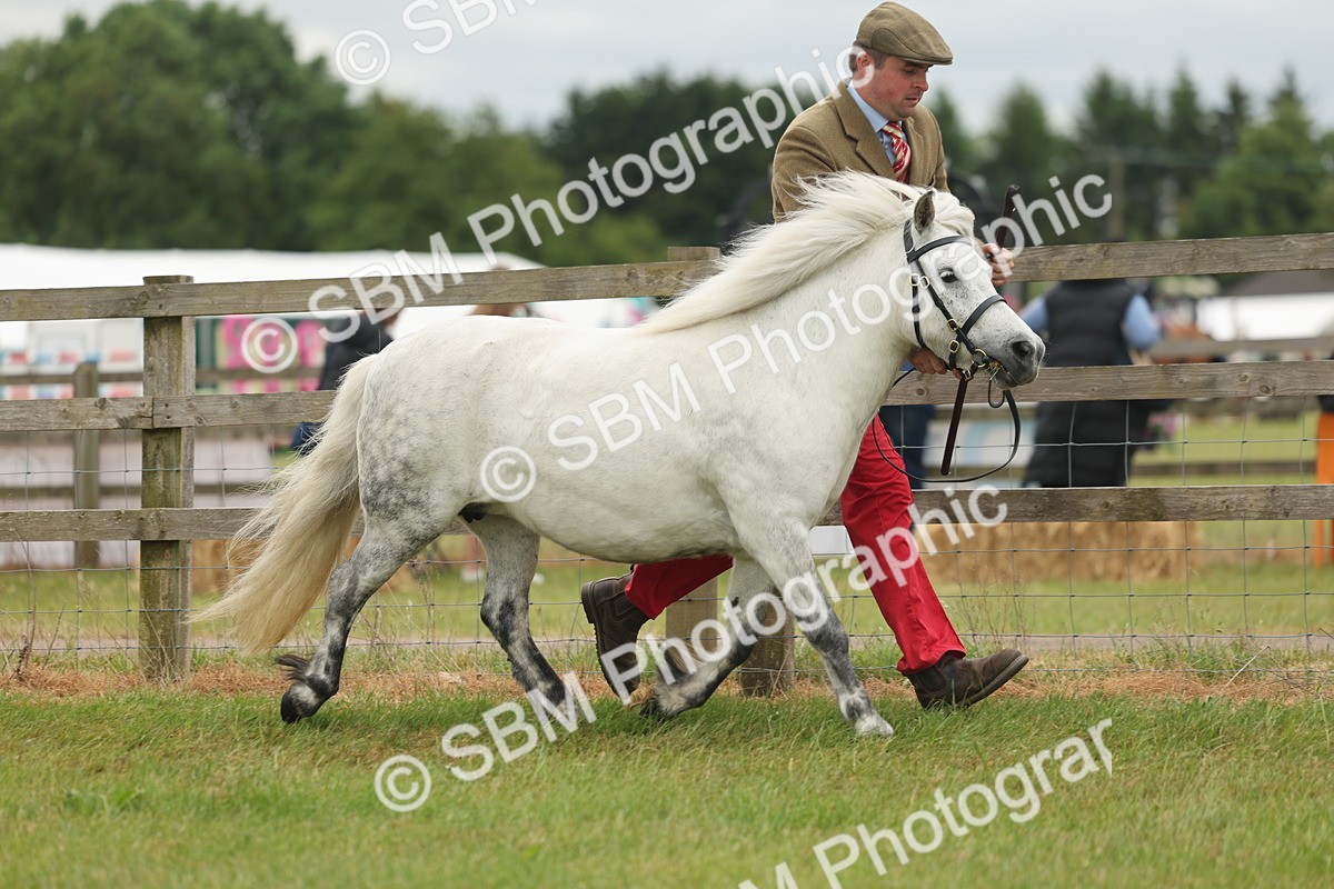 SBM_05063 - Class 50-57 - M&M Welsh Pony In Hand