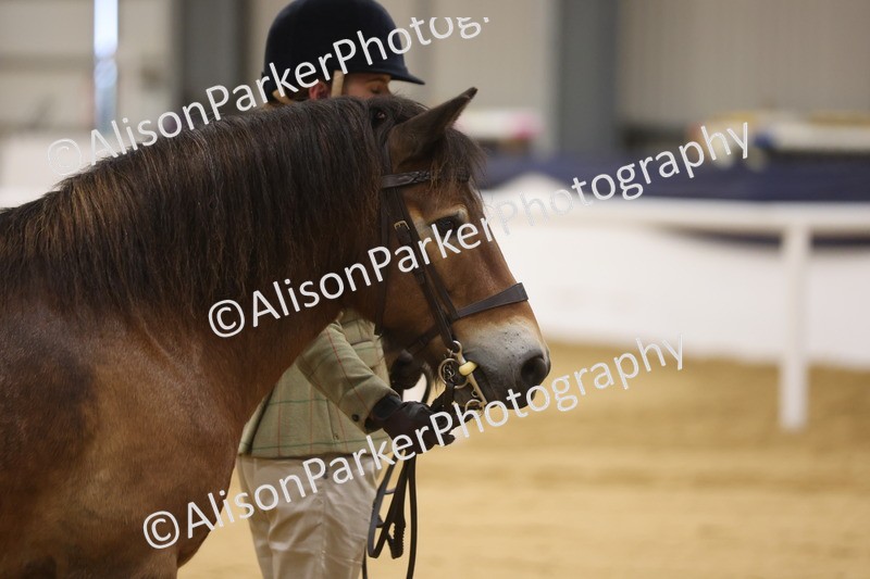 20260913-1036 - Class 109 - Bred On Exmoor In Hand
