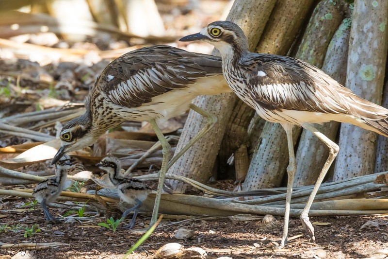 Bush-Stone Curlew