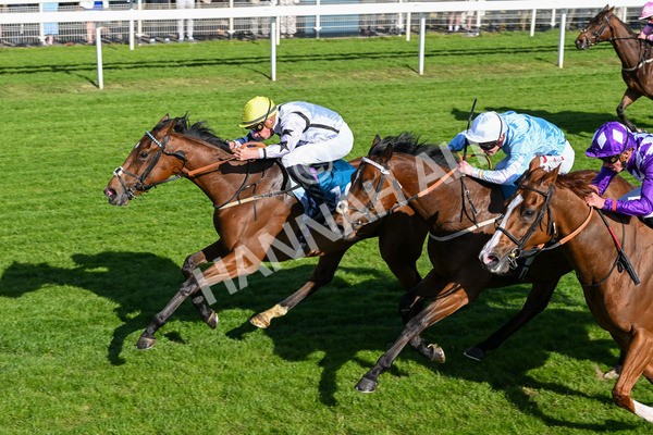 160525-Race 7-Delicacy-7450 - Race 7 5.30pm Yorkshire Equine Practice Handicap