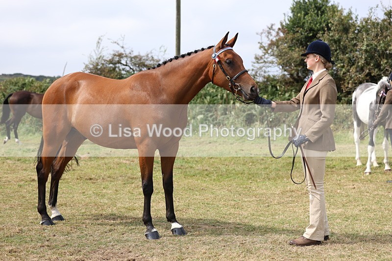 3E7A5537 - Class 20: Sports Horse In Hand