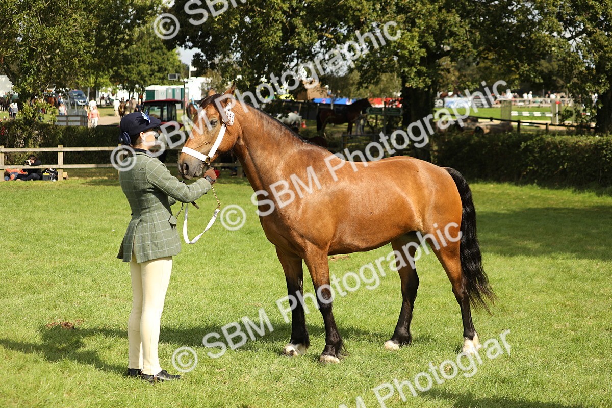 SBM_65469 - S47 - Mountain & Moorland In Hand Large Breeds