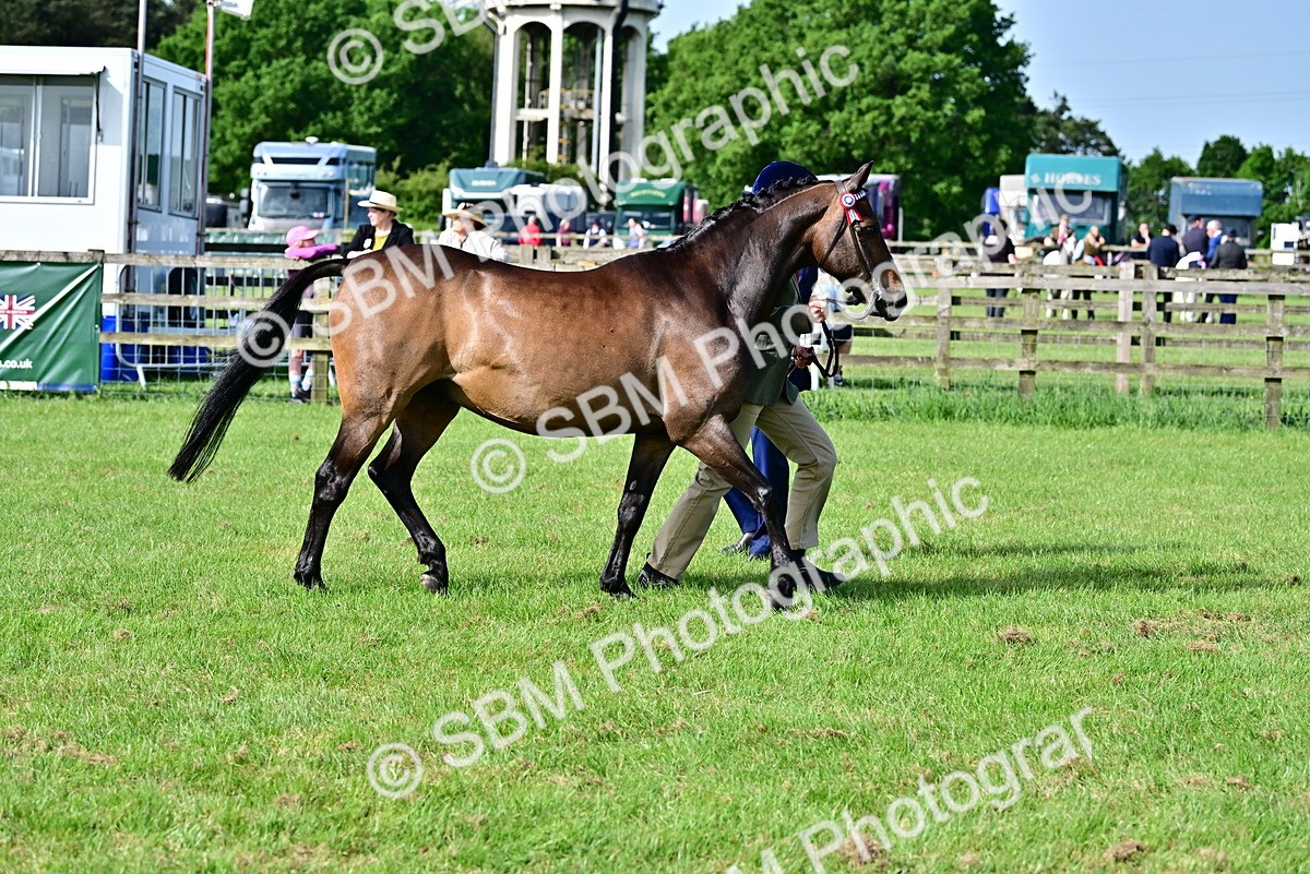 SBM_00992 - Class 46-49 - Arab and Part Bed-Anglo Arab In Hand