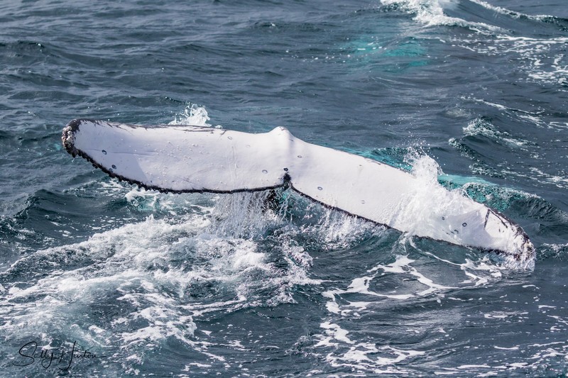 Whale Boat 2