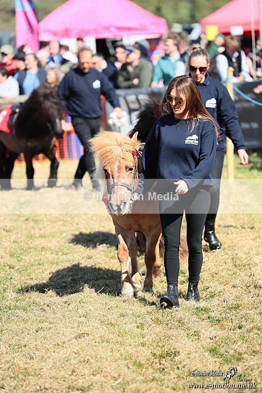 Shet 060426 31 - Shetland Pony Racing Paxford Races Easter Mon 06/04/26