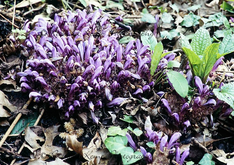 Toothwort-6723w - Plants