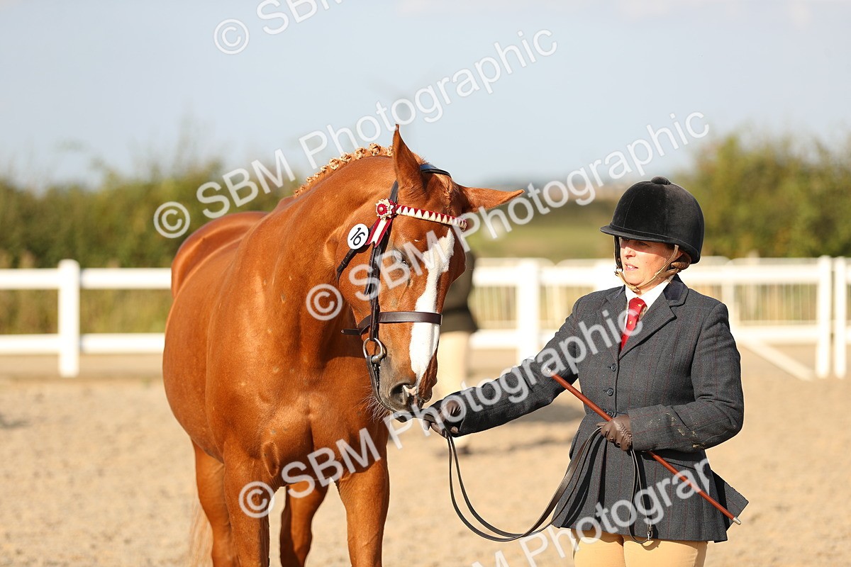 SBM_08675 - Class 28 - IH Veteran Horse