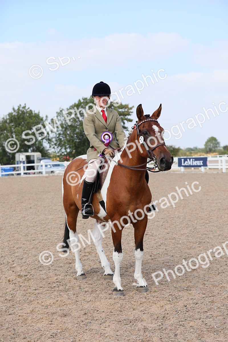 SBM_13543 - Class 308 Ridden Coloured Horse