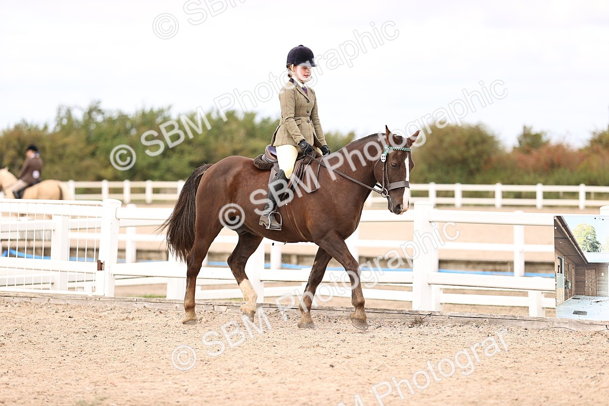 SBM_15982 - Class 417 - Handsomest Gelding (IH or Ridden) Jnr