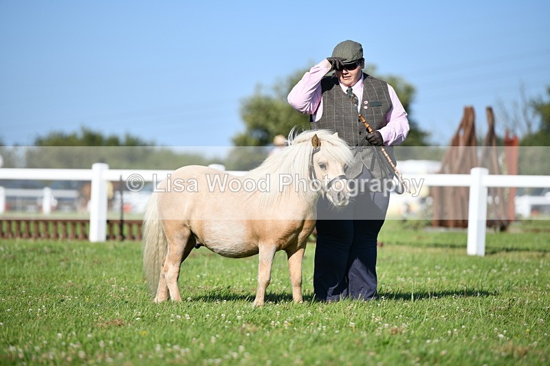 DSC_5552 - Class 49: NPS Shetland Youngstock