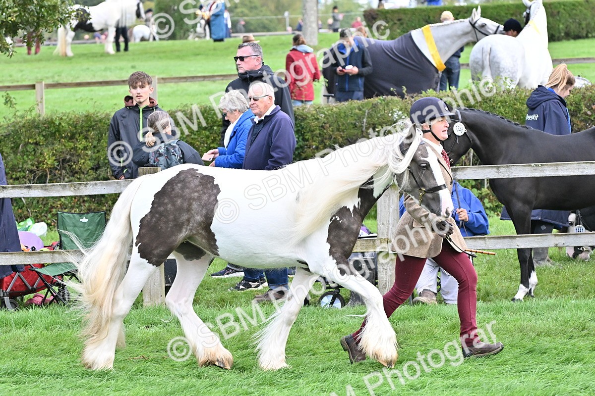 SBM_56890 - S45 - Coloured Pony In Hand
