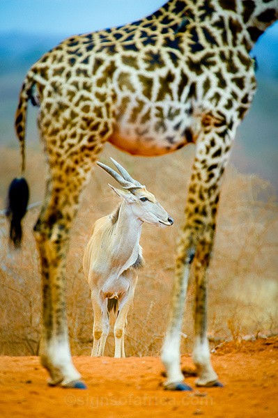 Eland; Eselenkei, Kenya
