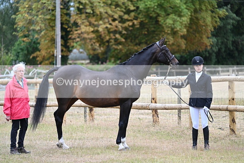 WJ7_8972 - Class 4a Prettiest Mare 14.2hh and over