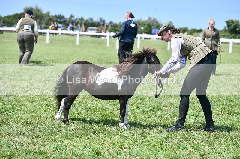 DSC_7383 - Class 62: Coloured Pony Youngstock