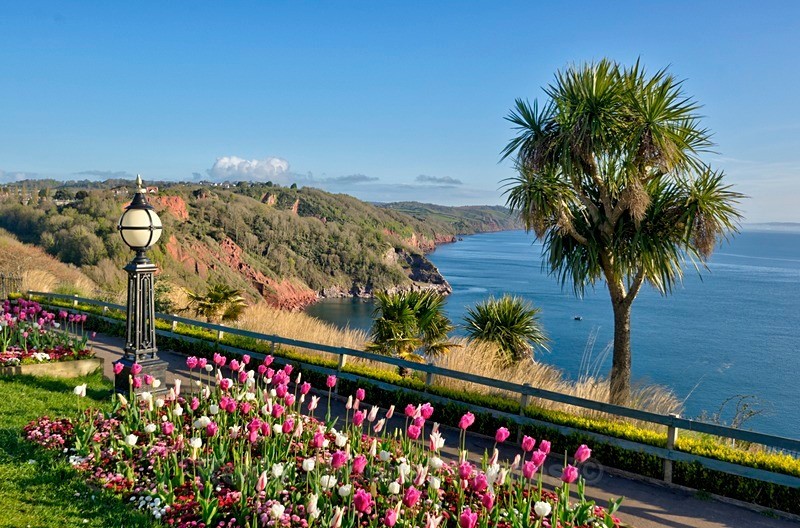 NEW TQ194 Beautiful tulip flowerbed on Babbacombe Downs - Greetings Cards Torquay (See also Cockington plus Meadfoot galleries)