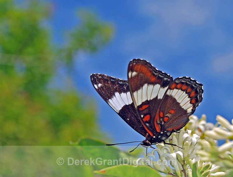 Limenitis arthemis - Butterflies & Moths of Atlantic Canada