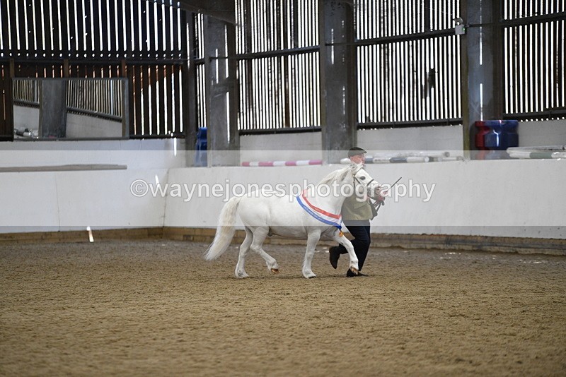 WJ5_5844 - Morning in hand Championship