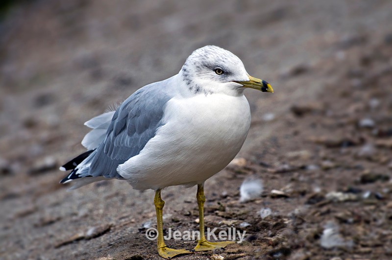 Ring Billed Gull - 1205 - Birds